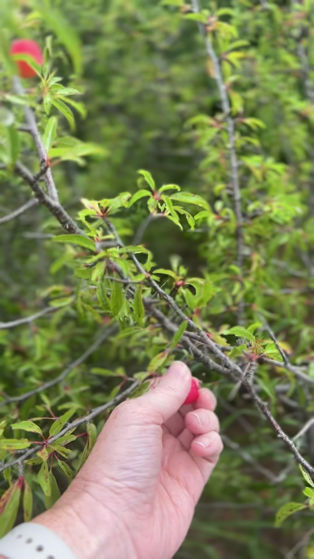 A hand picking a bright red sand plum from a thorny branch