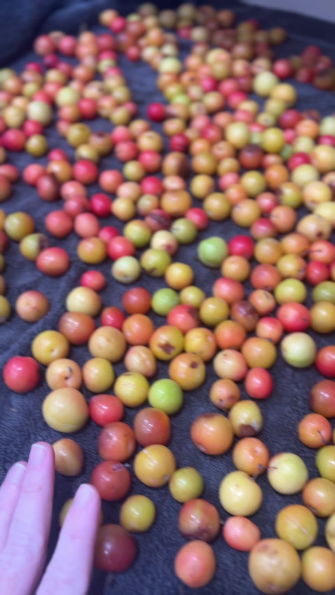 Sand plums laid out on a towel to ripen, sorted by colour